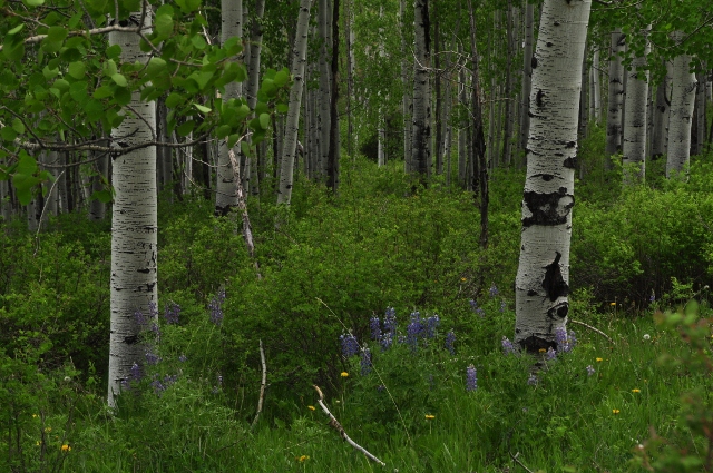 Big Al Trail of aspens